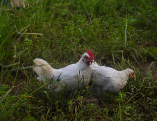 Cute white chiken in the grass, Makassar - South sulawesi, Indonesia (Ryan farm). 