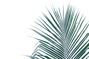 Obraz premium Coconut leaves with branches on white isolated background for green foliage backdrop 