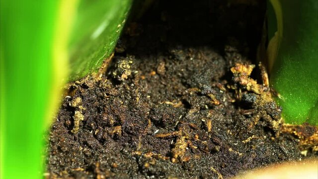 springtail infestation in plant soil