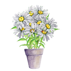 A bouquet of white daisies in a ceramic pot. Hand drawn watercolor painting illustration on white background. Flower card