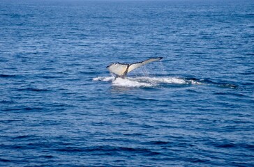 Fototapeta na wymiar tail of whale of the sea