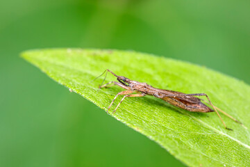 stinkbug on plant leaves in nature, North China Plain