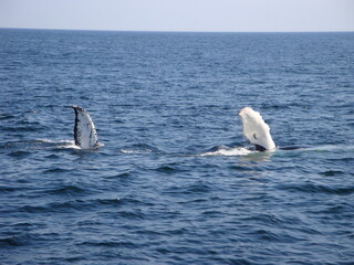 Fototapeta premium whale fins in the sea