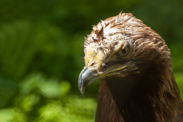 Bird of prey view. Curved beak. Close-up.