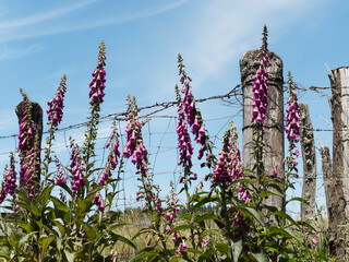 Digitalis purpurea - Hampes florales de digitales pourpres à feuillage en rosette et fleurs...