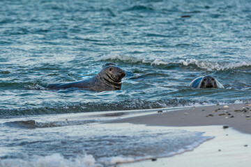 Obraz premium Harbor seals swimming in the ocean. Picture from Falsterbo in Scania, southern Sweden