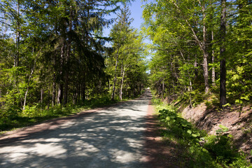 Fototapeta premium Asphalt road in a sunny forest on Sakhalin island