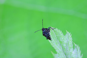 stinkbug on plant leaves in nature, North China Plain