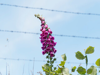 Epi floral dressé de digitale pourpre ou digitalis purpurea aux fleurs tubulaires vues de près à...