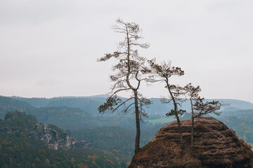 pine tree on the mountain