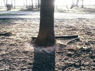 Obraz premium shade from a tree in a park in spring