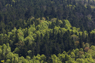 Forest landscape in a sunny day on Sakhalin island