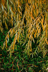 the branches and leaves of the willow gleams of the sun. autumn warm weather .