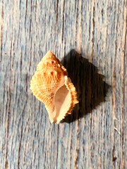 shell cone shape bursidae family on weathered wood blue background with copy space 