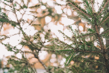 pine branches with a gleam of the sun. can be used for the background.