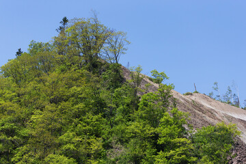 Obraz premium Forest landscape in a sunny day on Sakhalin island