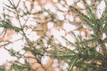 pine branches with a gleam of the sun. can be used for the background.
