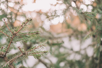 pine branches with a gleam of the sun. can be used for the background.