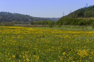 Yellow flowers on a flowering field in a sunny day on Sakhalin island