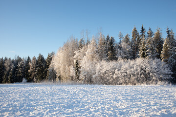A beautiful early winter scenery in Northern Europe. Morning landscape of first snow. Rural scenery with trees in snow.