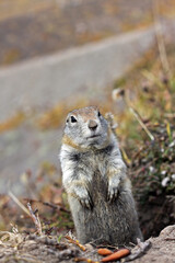 Arctic ground squirrel in Kamchatka Peninsula, Russia