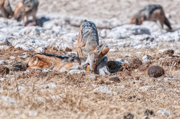 Dead black-backed jackal, with jackal biting its tracking collar