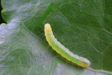 Lepidoptera larvae on wild plants, North China © zhang yongxin