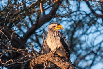 Southern Yellow-billed Hornbill on a branch in northern Namibia