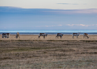 Wild reindeer herd ,Iceland East Fjords