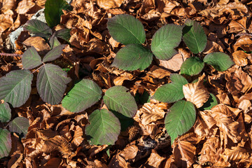 Contrast of colors in autumn. Brown leaves that have fallen from the tree and green leaves from the green bush.