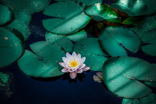 Water lily. Water lily in the pond