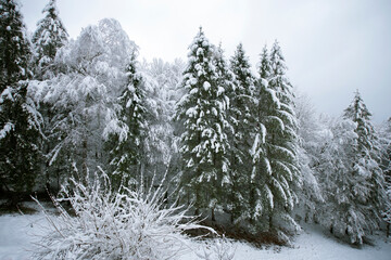 Coniferous trees covered with the first snow