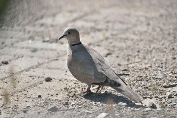 a beige pigeon walks around the square
