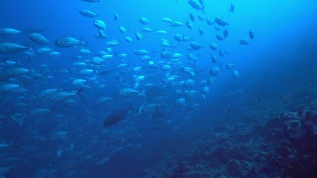 School of tuna tunny fish on the blue background of the sea under water underwater in search of food. Diving in world of colorful beautiful wildlife of corals reefs in Maldives.