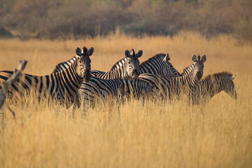 Fototapeta na wymiar Zebras hiding in the tall yellow grass at Chiefs Island Okavango Delta near Gunn's Camp, Botswana
