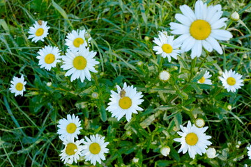 white daisies in the meadow