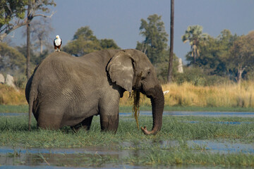 fish eagle on elephant back in Okavango Delta