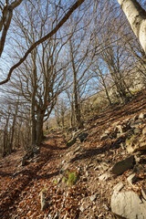 tree in late autumn, without any leaves on its branches. On the ground we can see moss.