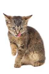Obraz premium Kitten licking its mouth isolated