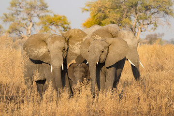 elephants near Pom Pom in Okavango Detla Botswana