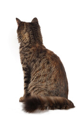 Cute brown cat from the back on white