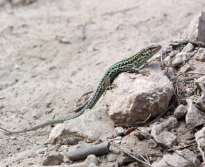 LAGARTIJA IBICENCA