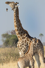 baby giraffe and mother (with some ox pickers) in Okavango Delta near Rra Dinare camp Moremi, Botswana