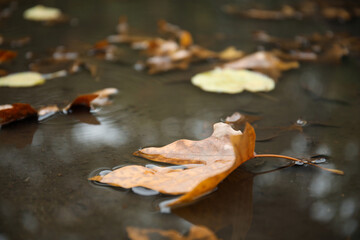 Autumn leaves in rain puddle on asphalt outdoors