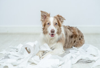 Border collie puppy with guilty expression after play unrolling toilet paper. Disobey concept