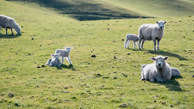 Sheeps on a meadow, New Zealand. Slow motion