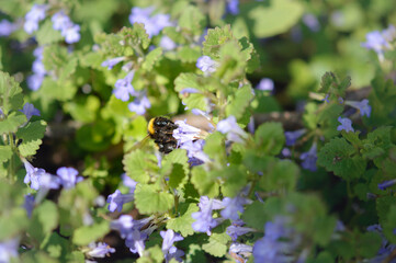 Bumblebee on a Ground ivy purple wildflower, close up