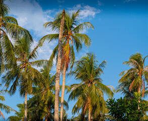 Fototapeta na wymiar Tropical coconut palms in front of blue sky