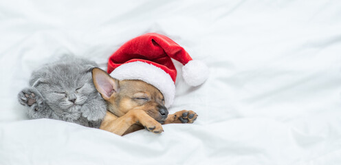 Toy terrier puppy wearing red santa's hat and gray kitten sleep together under a white blanket on a bed at home. Empty space for text