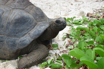 seychelles